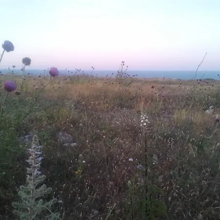Danchovata Kashta *